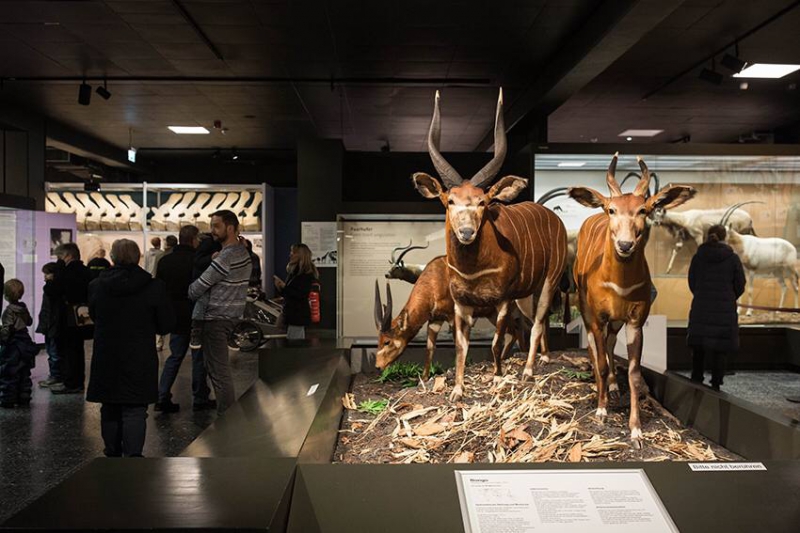 Zoologische Museum